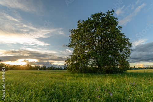 Large oak tree isolated in a meadow at sunset.