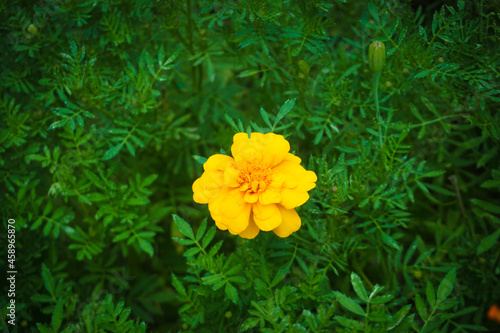 yellow flowers in the garden