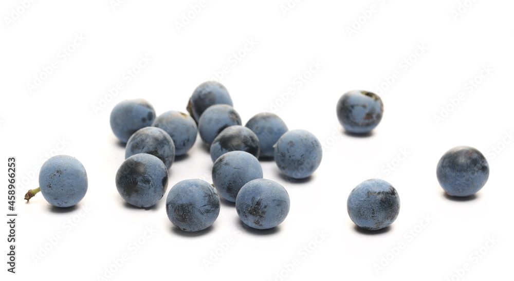 Blackthorn berries isolated on white background Blackthorn berries isolated on white background