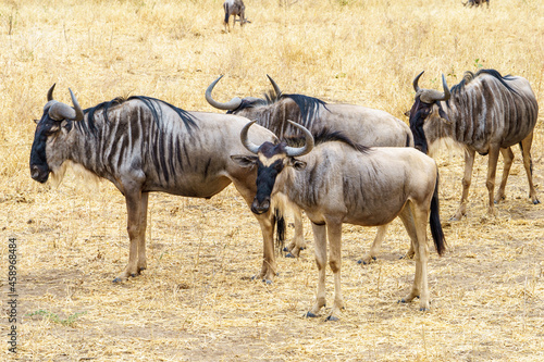 A herd of wildebeests in Tarangire National Park  Tanzania