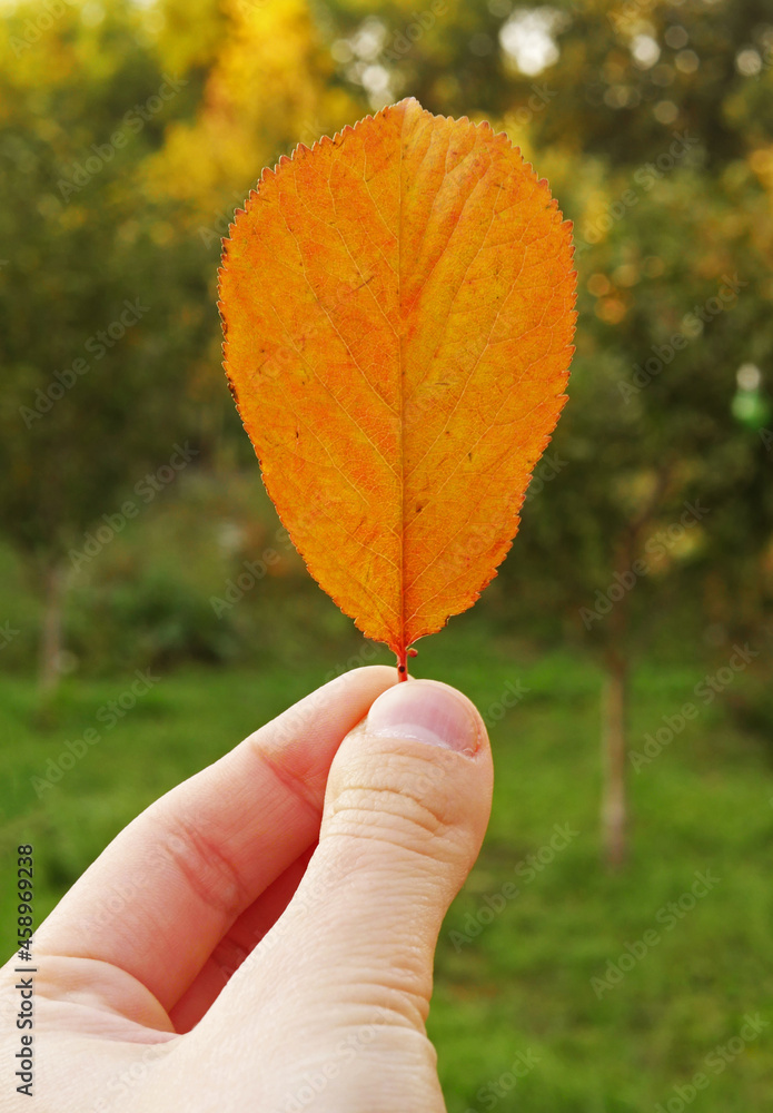 Close up hand holding yellow leaf. Autumn season. Vertical orientation Close up hand holding yellow leaf. Autumn season. Vertical orientation