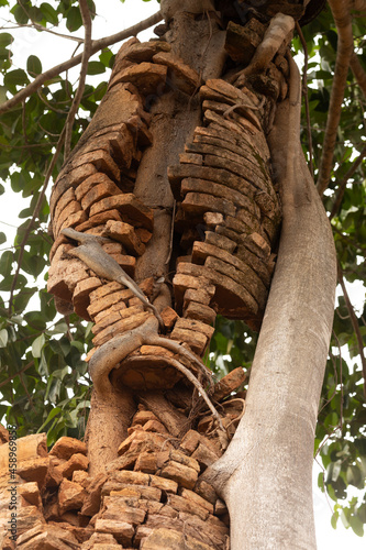 A huge tree grows and twists among the ancient stupas and pagodas, in Nyaung Ohak, Shwe Indein Pagoda, Shan State, Myanmar