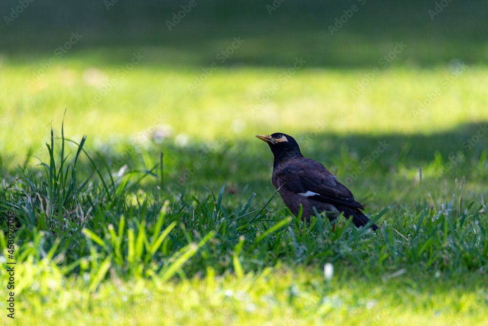 Common Myna bird (Acridotheres tristis) This bird is native to the Indian subcontinent and Asia. Common Myna bird (Acridotheres tristis) This bird is native to the Indian subcontinent and Asia.