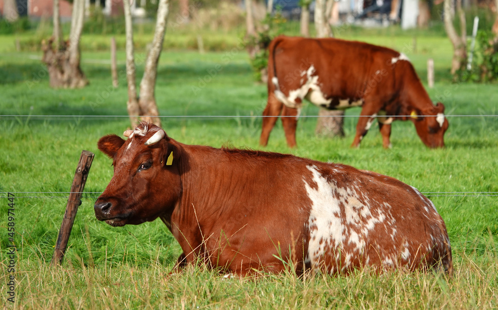 Two beautiful red white cows with horns. They look like an old Dutch breed called MRIJ. But they can be Red Holstein Frisian too. Two beautiful red white cows with horns. They look like an old Dutch breed called MRIJ. But they can be Red Holstein Frisian too.