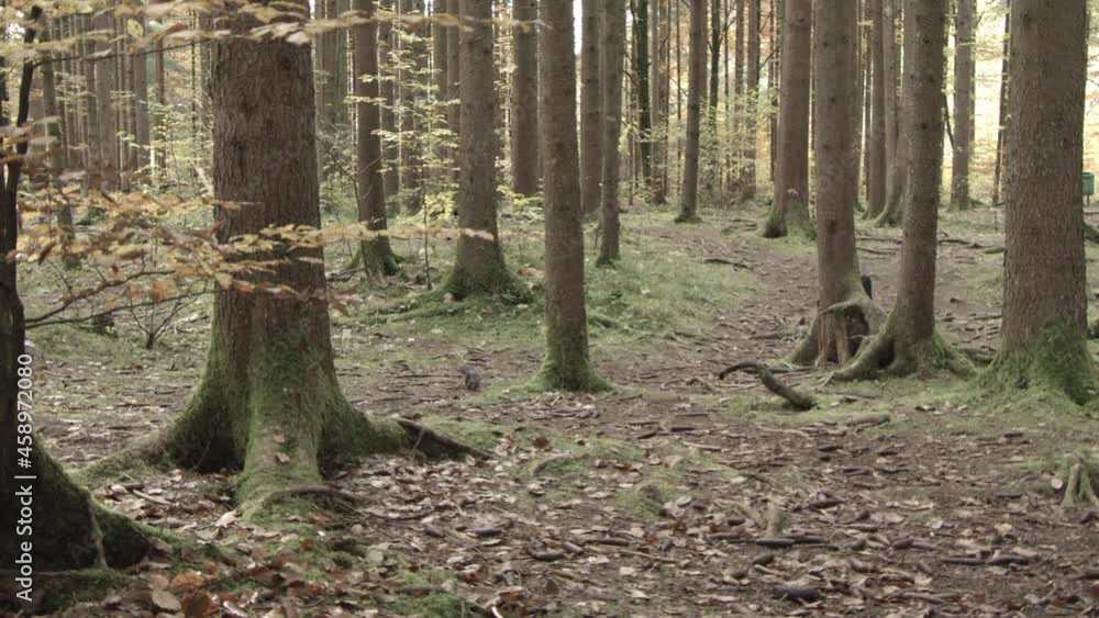 nutcracker in a German squirrel forest nutcracker in a German squirrel forest