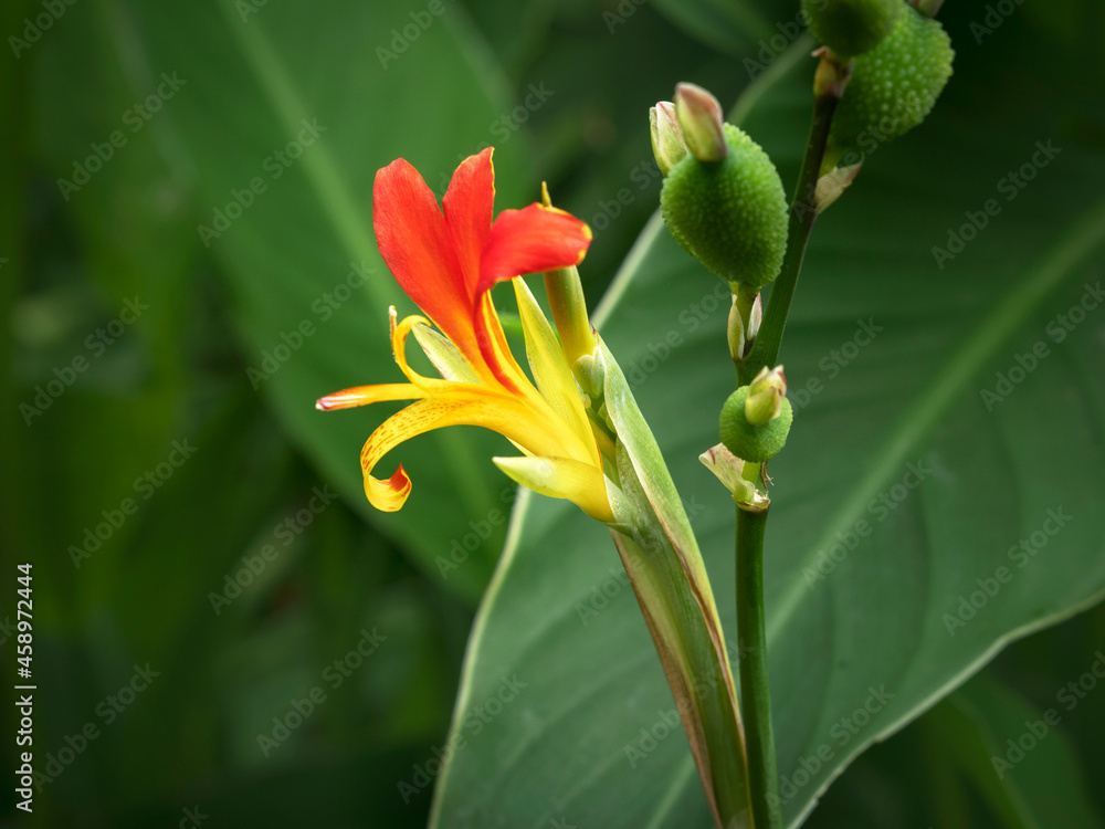 Canna lily flower, fruits and green leaves