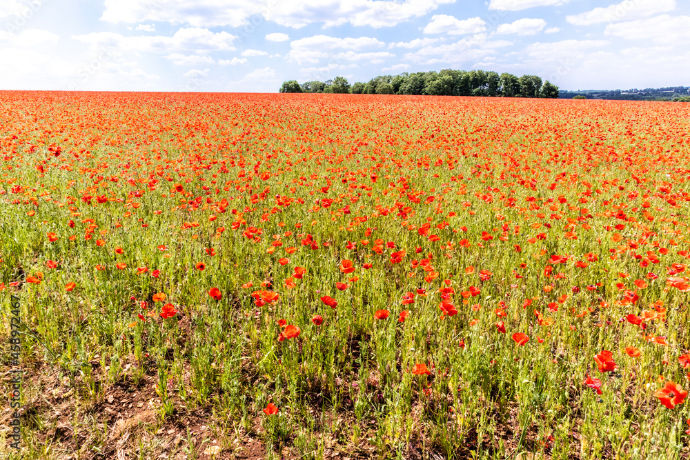 A field of poppies next to Ryknild Street or Icknield Street (locally Condicote Lane) a Roman road just south of the Cotswold village of Condicote, Gloucestershire UK