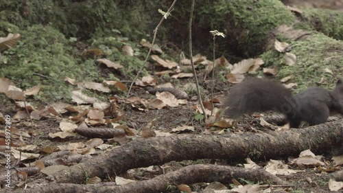 Wallpaper Mural european squirrel in German forest Torontodigital.ca