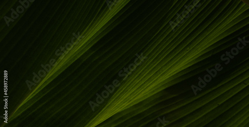 green leaf background © MITHUN KUMAR