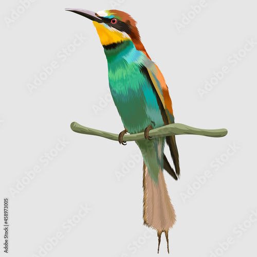 colorful bee eater portrait hand drawn illustrations and vector