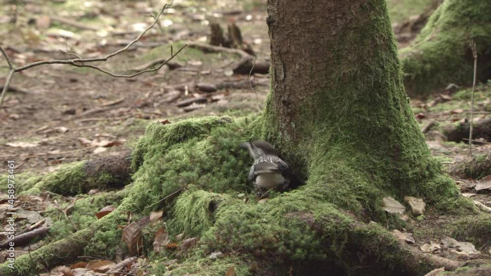 nutcracker in a German squirrel forest nutcracker in a German squirrel forest