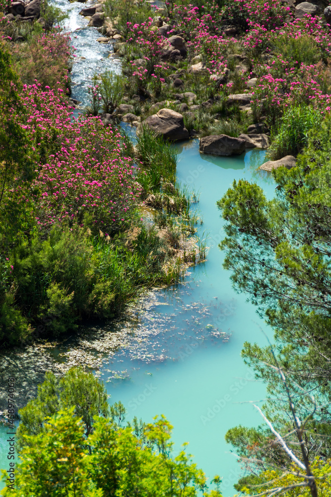 On the Caminito del Rey. Oleanders grow on the green banks of the Guadalhorce river