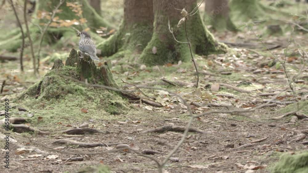 nutcracker in a German squirrel forest nutcracker in a German squirrel forest