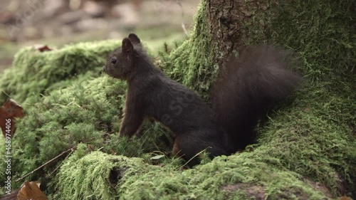 european squirrel in German forest