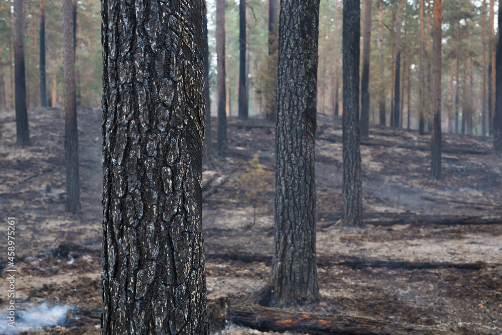 Obraz premium Burnt tree trunks after a forest fire.
