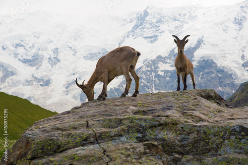 Two mountain goats are standing on a large stone. Mountains covered with snow in the background.