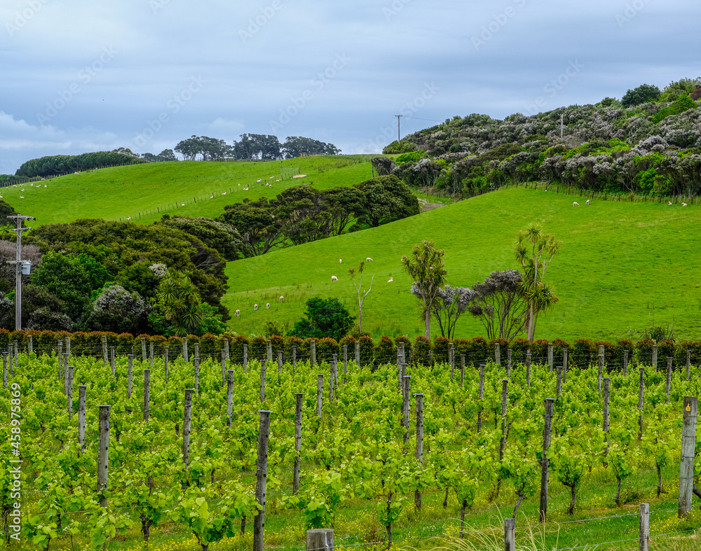 Hilly Vineyards on Waiheke Island New Zealand