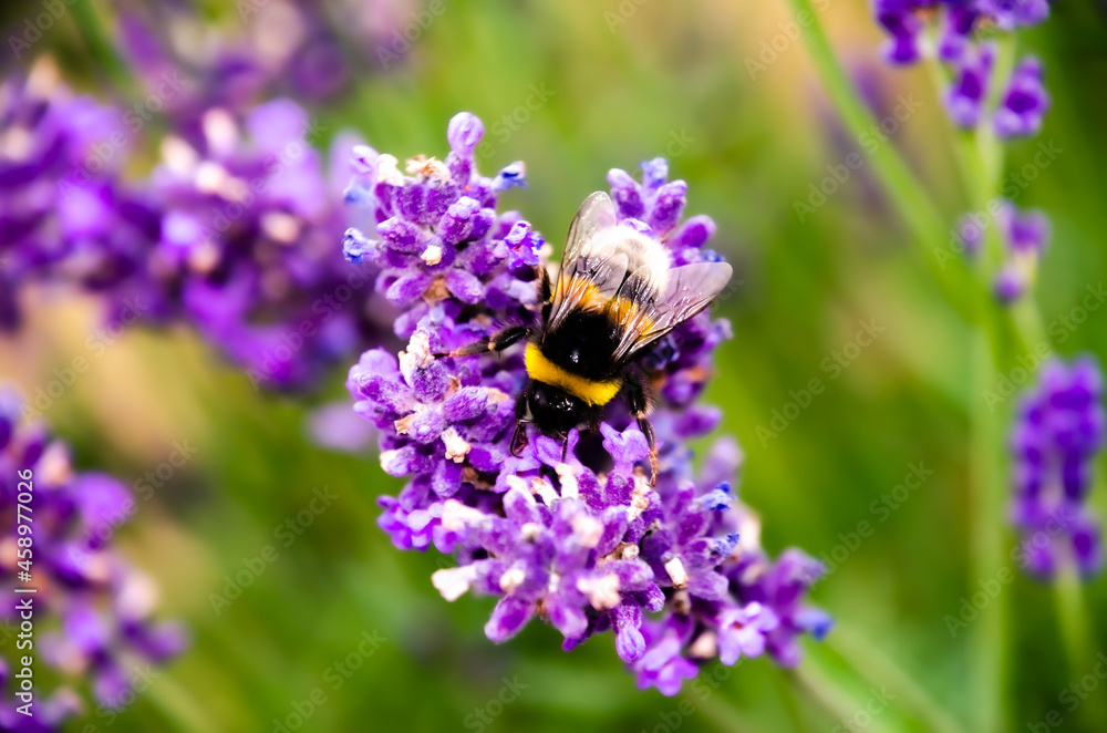 Bumblebee on lavender Bumblebee on lavender