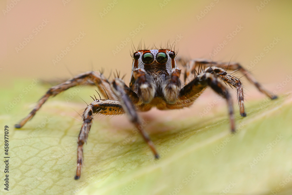 macro image of jumping spider. macro mode close up shot animal and insect. macro image of jumping spider. macro mode close up shot animal and insect.
