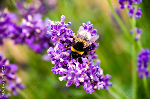 Bumblebee on lavender © Pawel Stempinski