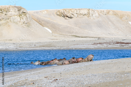 Group of walrus resting on the shore of Arctic sea.