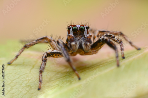 macro image of jumping spider. macro mode close up shot animal and insect. © praderm