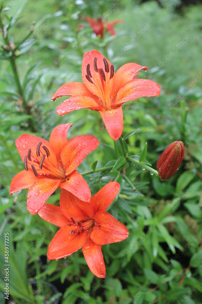 Fototapeta premium Lilium Lilia