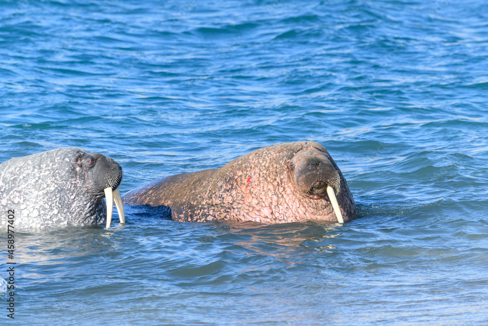 Naklejka premium Group of walrus in water, close up. Arctic marine mammal.
