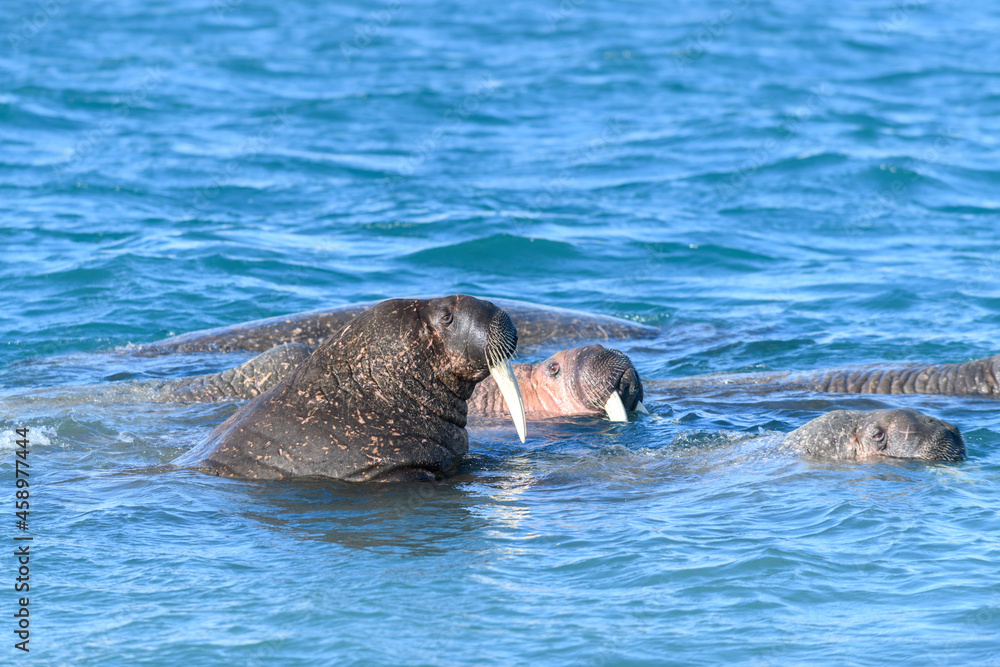 Fototapeta premium Group of walrus in water, close up. Arctic marine mammal.