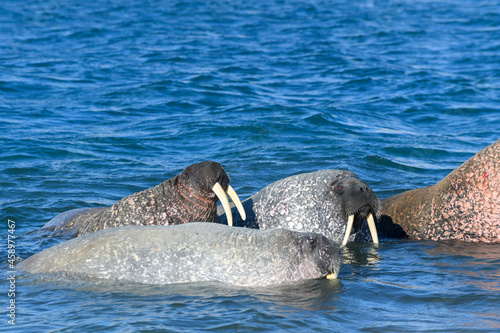 Group of walrus in water, close up. Arctic marine mammal.