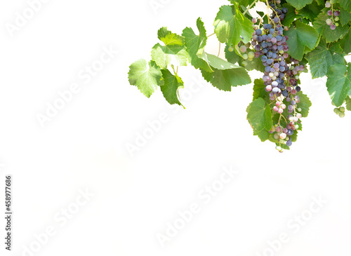 Vine arbor with grapes against white background