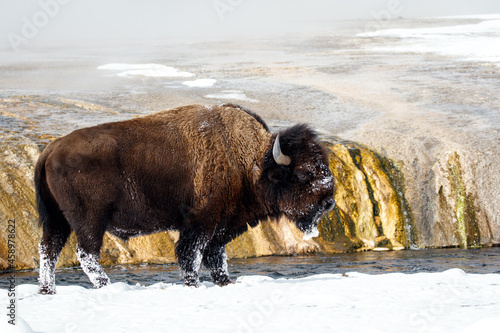 American bison in Yellowstone national park in winter against the backdrop of geysers