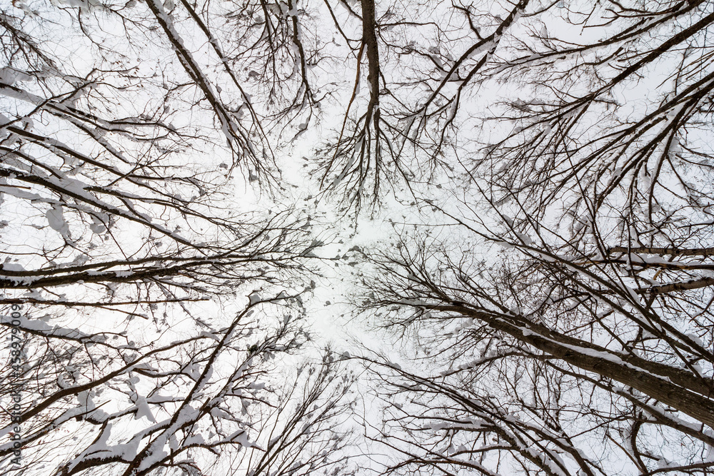 Obraz premium tree branchest with snow in the winter forest bottom view