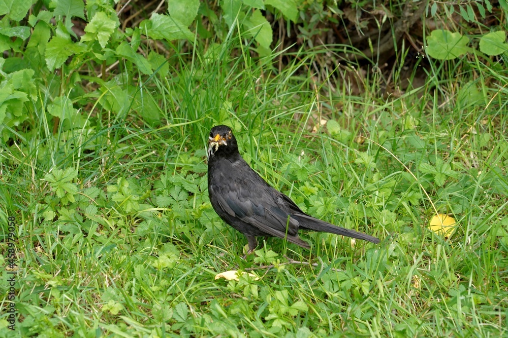 Common blackbird, in Latin called turdus merula. It has in beak various insects and a small frog. Bird captured as a predator with prey for food. Common blackbird, in Latin called turdus merula. It has in beak various insects and a small frog. Bird captured as a predator with prey for food.