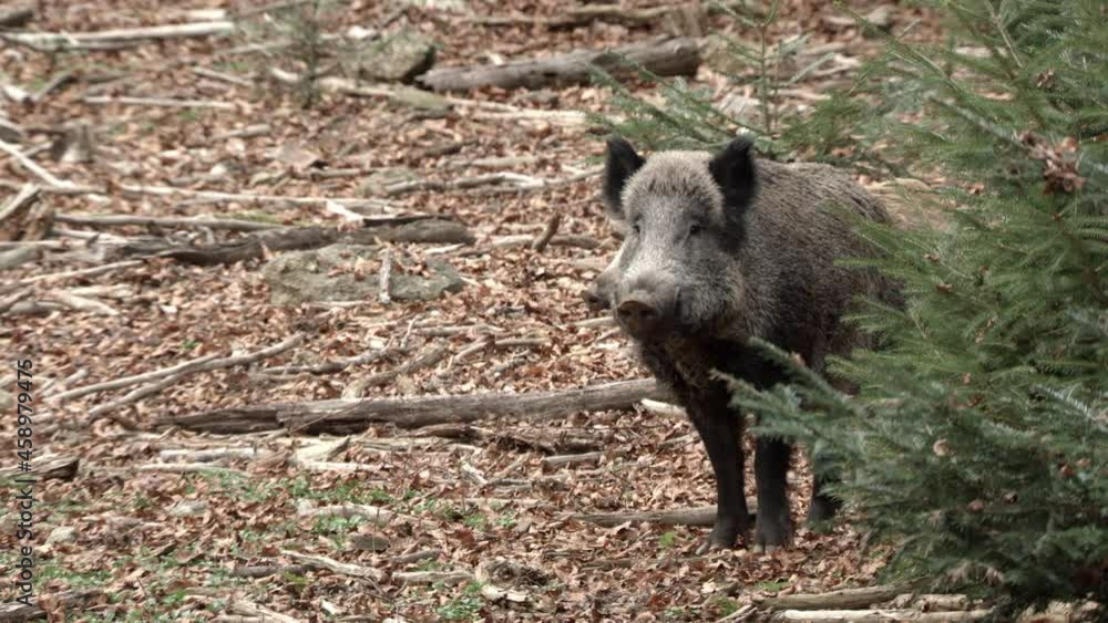 wild boar in German forest