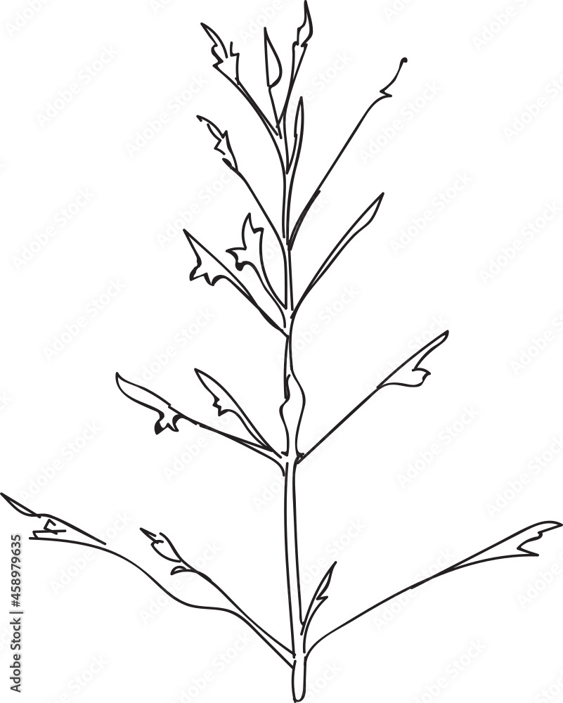 Fototapeta premium Drawing of Love grass line art