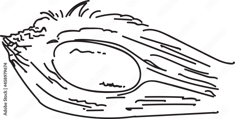Hand-drawn illustration of nipa. Line art Hand-drawn illustration of nipa. Line art