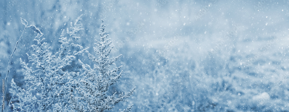 Fototapeta premium Winter view with snow-covered thickets of plants during a snowfall. Winter and Christmas background