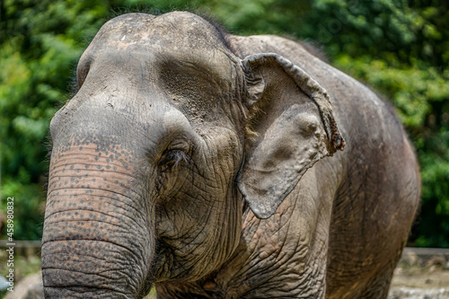 Close up of an asian elephant in a zoo.