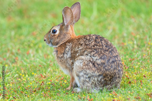 Eastern Cottontail Rabbit, Invasive Species to Vancouver Island, Canada. Closeup with grass background.