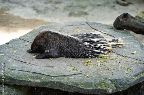 A young porcupine sleeping after eating on the rock pad. photo