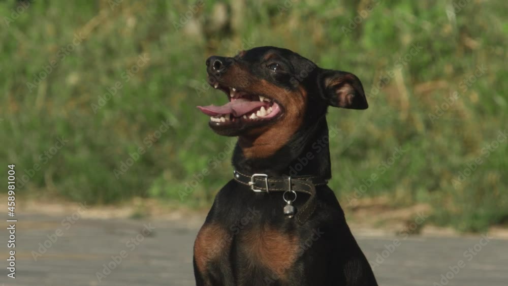 Cute german pinscher dog in sitting position on the grass Cute german pinscher dog in sitting position on the grass