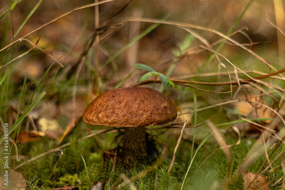 Brown mushroom boletus in the autumn forest on a blurred background. Brown mushroom boletus in the autumn forest on a blurred background.