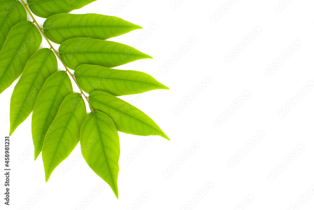 green leaves on a white background green leaves on a white background