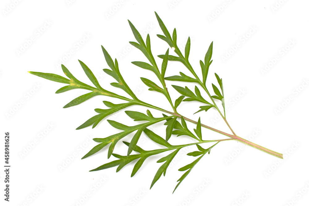 Fototapeta premium green leaves on a white background