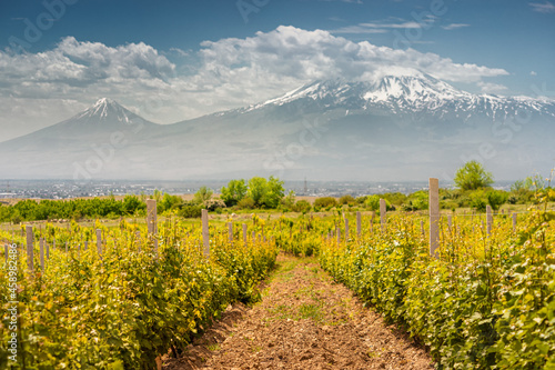 Smooth rows of vineyards against the backdrop of the majestic Mount Ararat in Armenia. Grape agriculture and production of high-quality varieties of wine