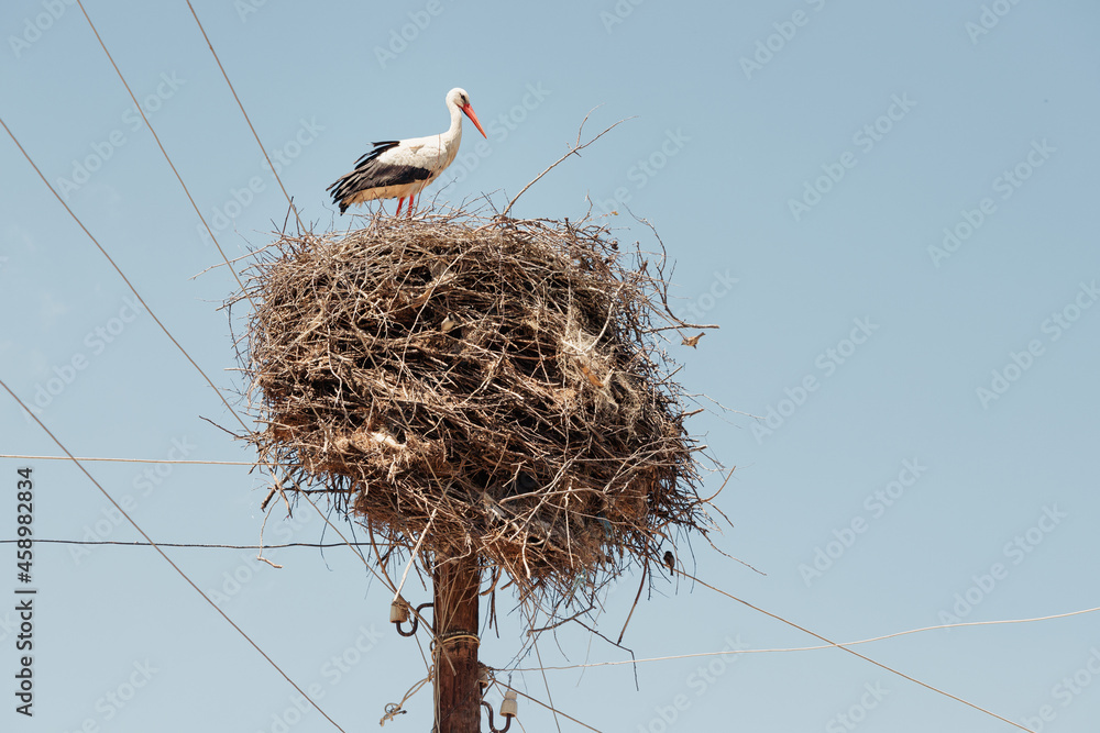 Fototapeta premium A stork has built a huge nest of dry twigs on an electric pole in the village. It has long been a symbol of childbirth and replenishment in the family
