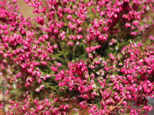 Common heather  Calluna vulgaris . Evergreen shrub with pink flowers. Wild  indoor and garden plants