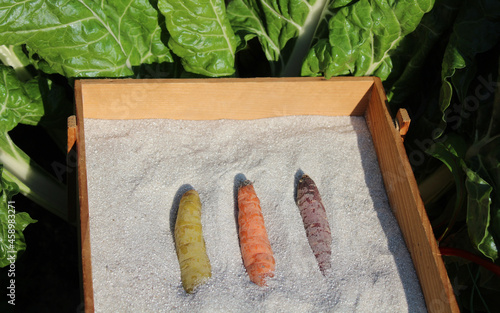 Karotten in Sand lagern