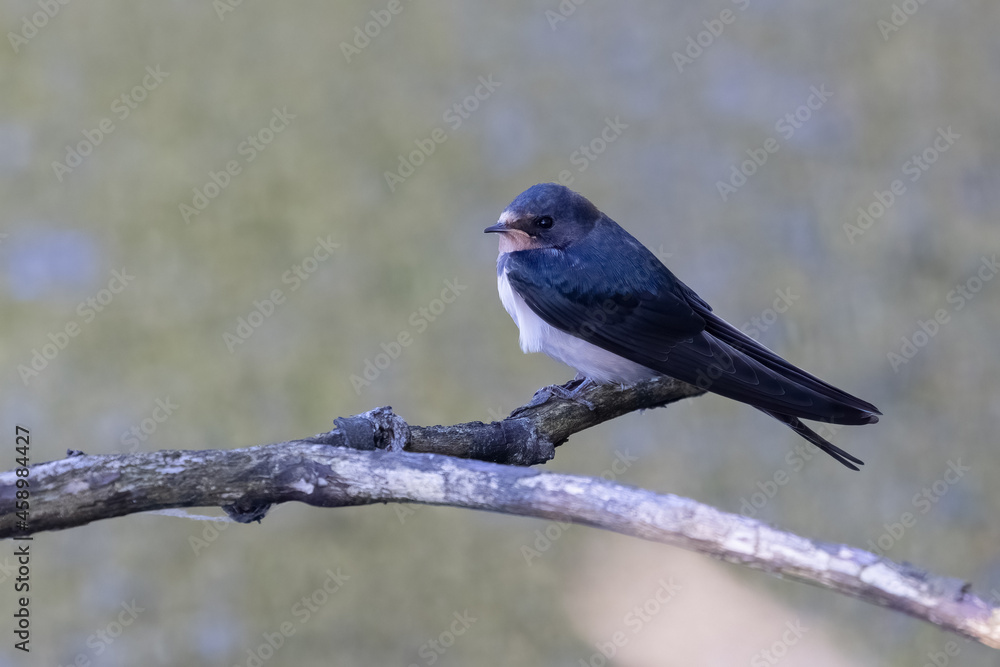 barn swallow